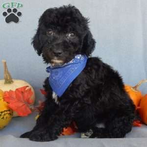 Smokey (medium), Mini Sheepadoodle Puppy
